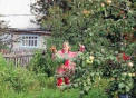 Куплю сад